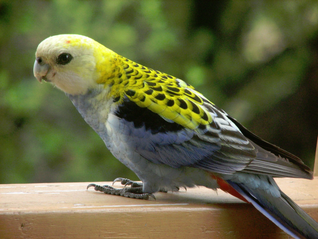 La perruche Palliceps ou omnicolore à tête pâle