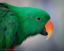 eclectus