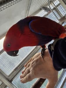 eclectus